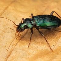 Ground Beetle 